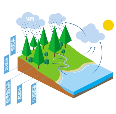 森林為什么是“水庫(kù)”？