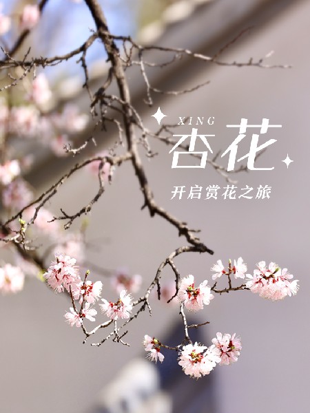 追花指南第六期！杏花雨 楊柳風(fēng) 北京最美的杏花在這里