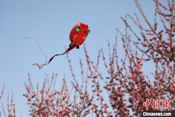 風(fēng)箏在花中飛舞?！∴囆?qiáng) 攝