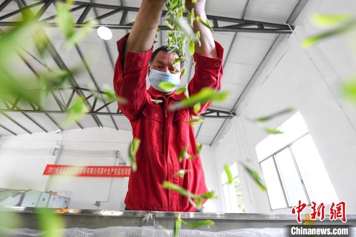 村民將茶葉攤青晾干。　楊華峰 攝