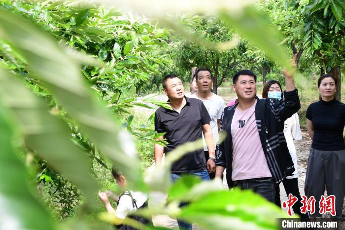 游客在欣賞栗樹花?！『略破?攝