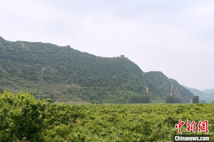 長(zhǎng)城腳下萬畝栗花綻放，散發(fā)出淡淡清香?！『略破?攝