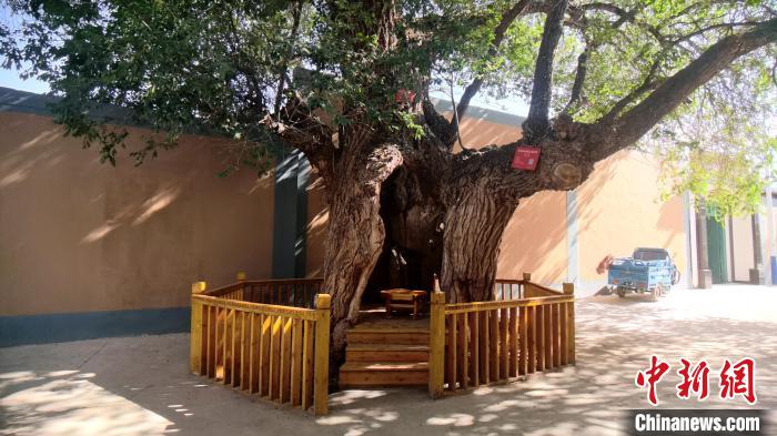 圖為阿河灘地質文化村樹齡高達800年的空心古榆樹?！埡ｖ?攝