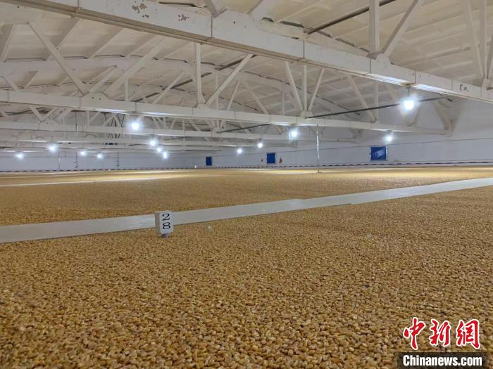 倉(cāng)內(nèi)清涼干爽、遍地金黃，上千平方米的糧食盡收眼底?！⊥趸萘?攝