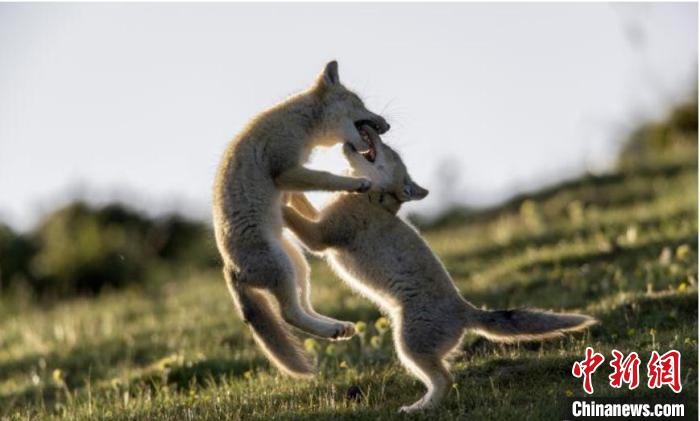 圖為郝進芳的作品《難分勝負》?！∏嗪Ｊ∑钸B山自然保護協(xié)會供圖