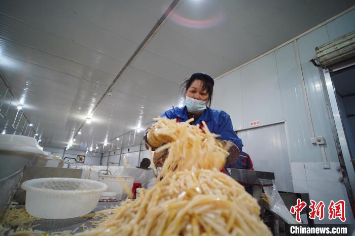 圖為一名工人正在處理切成條狀后的酸筍?！№f國(guó)政 攝