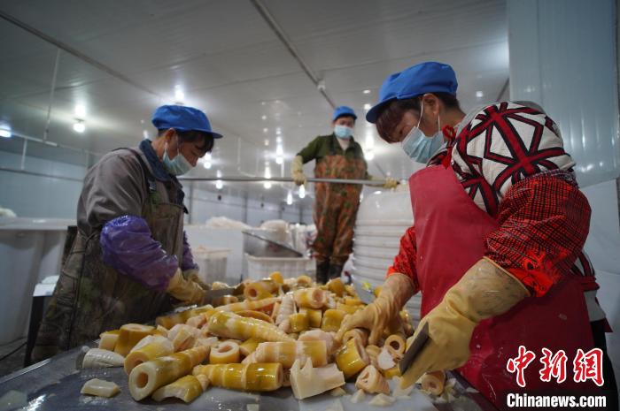 圖為多名工人正在將酸筍切成小塊。　韋國(guó)政 攝