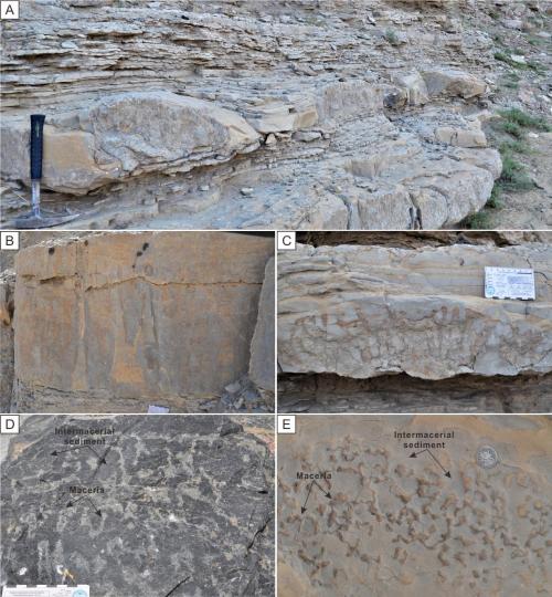 寒武系生物礁沉積模式示意圖?！∧瞎潘?供圖