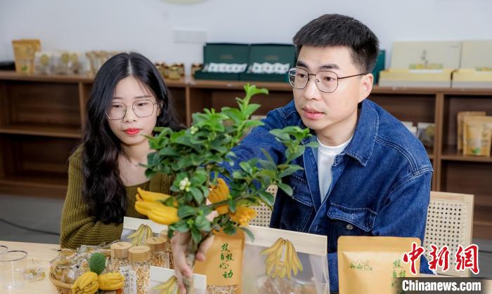 北山口村的佛手電商直播。　主辦方供圖