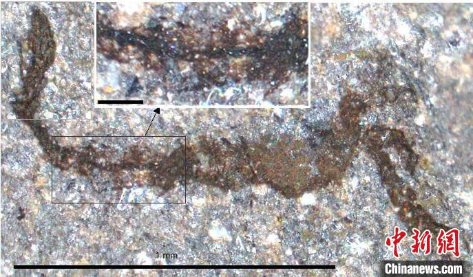 一個(gè)類似于寒武紀(jì)大附肢綱節(jié)肢動(dòng)物Yohoia的新物種(圖片來自Joe Botting)。　施普林格·自然 供圖