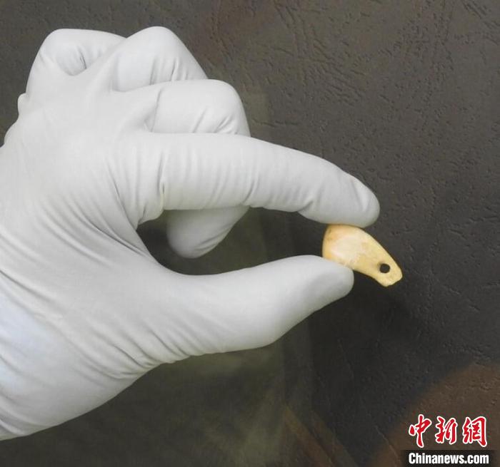 打孔鹿牙墜飾提取DNA后(圖片來自馬克斯·普朗克演化人類學研究所)?！∈┢樟指瘛ぷ匀?供圖