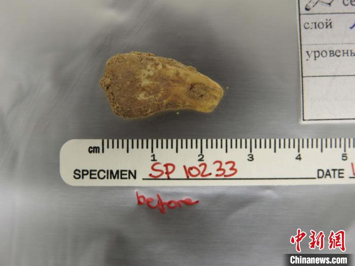 打孔鹿牙墜飾提取DNA前(圖片來自馬克斯·普朗克演化人類學研究所)?！∈┢樟指瘛ぷ匀?供圖