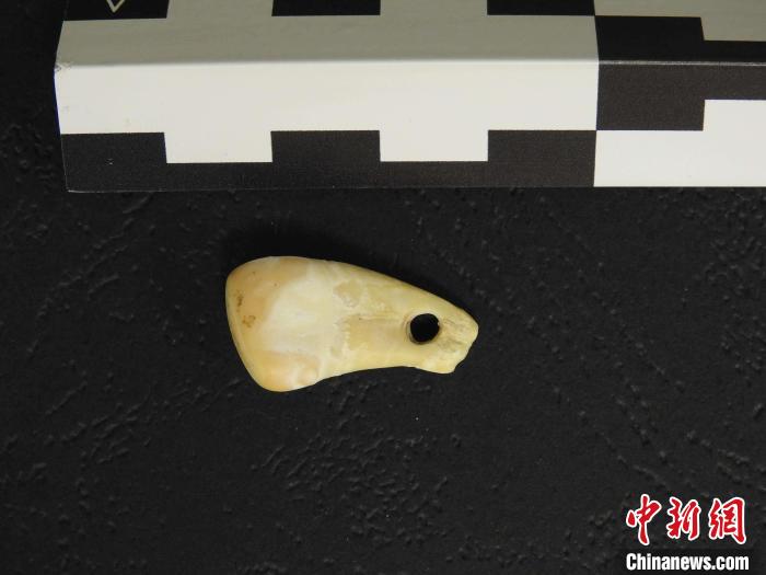 在南西伯利亞丹尼索瓦洞發(fā)現(xiàn)的打孔鹿牙墜飾(圖片來自馬克斯·普朗克演化人類學研究所)。　施普林格·自然 供圖