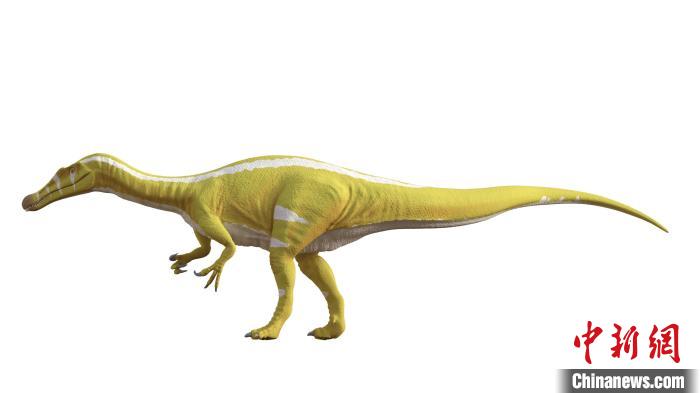 棘龍類新物種Protathlitis cinctorrensis(圖源Grup Guix)?！∈┢樟指瘛ぷ匀?供圖