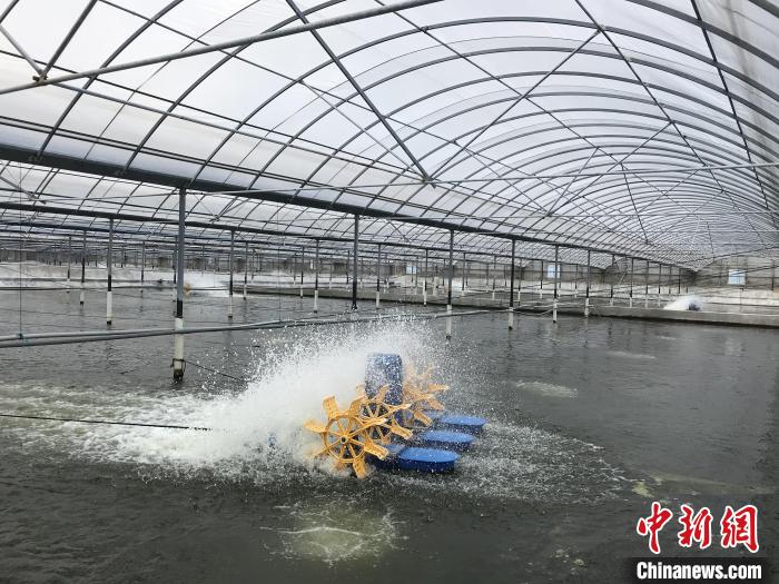 南美白對蝦養(yǎng)殖基地。　象山蝦蟹科技小院供圖