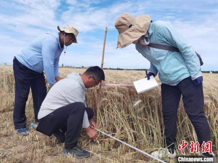 去年新疆冬小麥高產(chǎn)紀(jì)錄是863.8公斤?！⊙Μ| 攝
