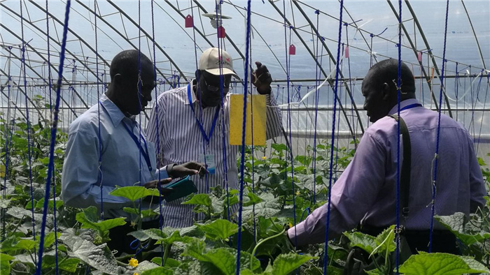 孫釗向當(dāng)?shù)剞r(nóng)戶講解粘蟲板工作原理。受訪者供圖