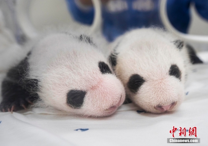 當(dāng)?shù)貢r(shí)間8月7日，韓國(guó)三星愛寶樂園公布雌性雙胞胎大熊貓幼崽(左為姐姐，右為妹妹)于6日拍攝的滿月照。愛寶樂園 供圖