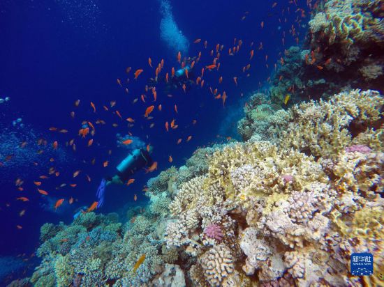  10月2日，人們在埃及西奈半島達(dá)哈布藍(lán)洞內(nèi)的珊瑚旁深潛。新華社記者 隋先凱 攝