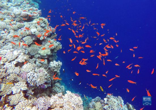  這是10月2日在埃及西奈半島達(dá)哈布藍(lán)洞內(nèi)拍攝的珊瑚和魚類。新華社記者 隋先凱 攝