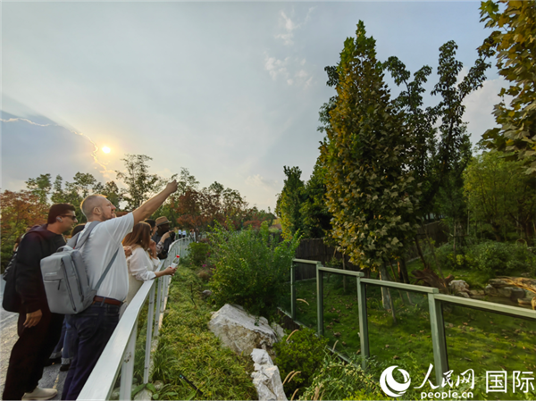 （“絲路獎”獲獎嘉賓在參觀成都大熊貓繁育研究基地。本報記者 王影迪攝）