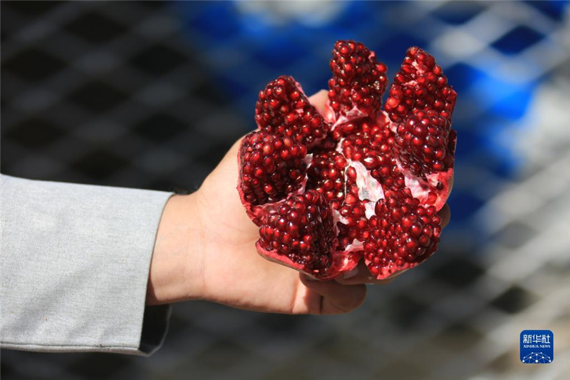 11月10日，在阿富汗首都喀布爾，商販展示產(chǎn)自阿富汗南部坎大哈省的石榴。新華社發(fā)（塞夫拉赫曼·薩菲攝）