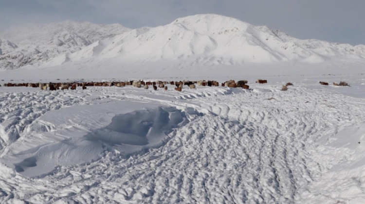 蒙古國近日發(fā)生雪災(zāi)。圖片來源：蒙政府網(wǎng)站