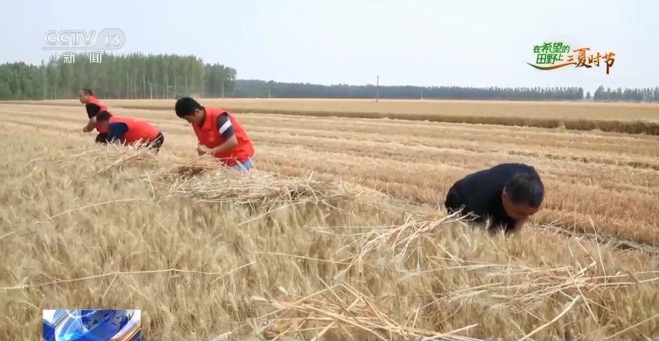 “三夏”生產(chǎn)思維導(dǎo)圖安排上了！還有政府大院等你來“曬”