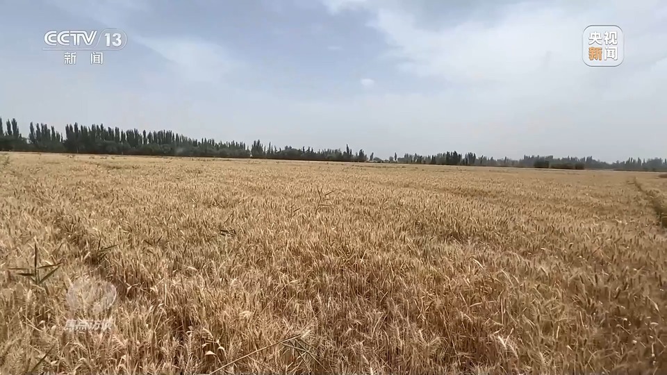 焦點訪談丨一粒良種 萬擔好糧 探索農作物高產(chǎn)高質“新密碼”