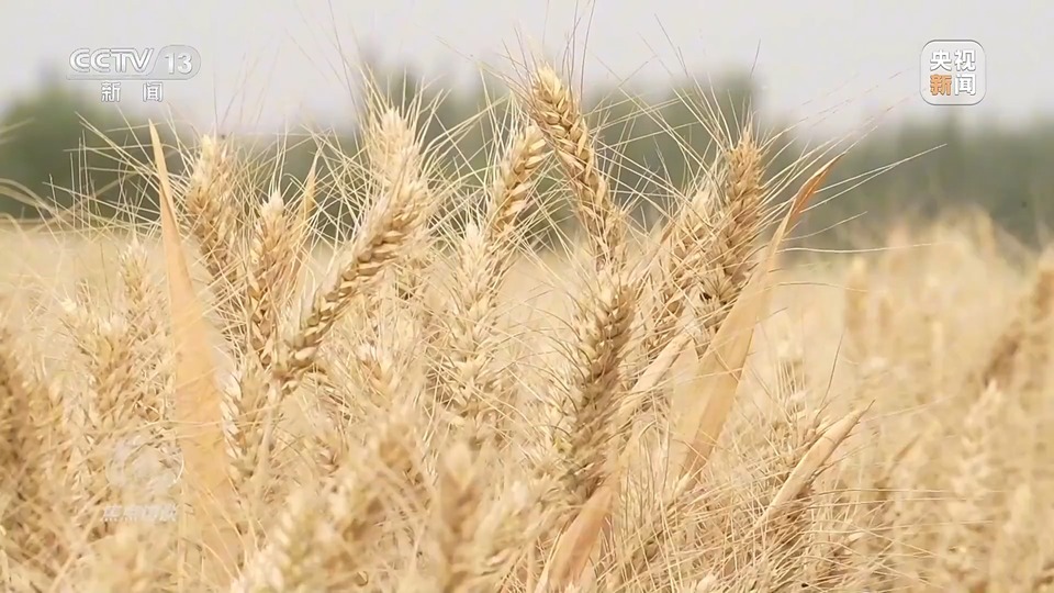 焦點訪談丨一粒良種 萬擔好糧 探索農作物高產(chǎn)高質“新密碼”
