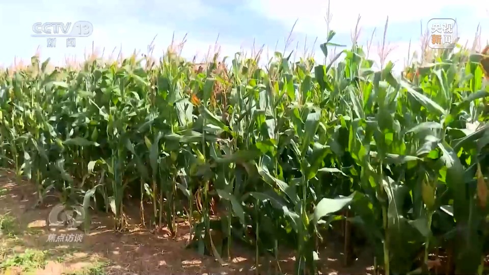 焦點訪談丨一粒良種 萬擔好糧 探索農作物高產(chǎn)高質“新密碼”