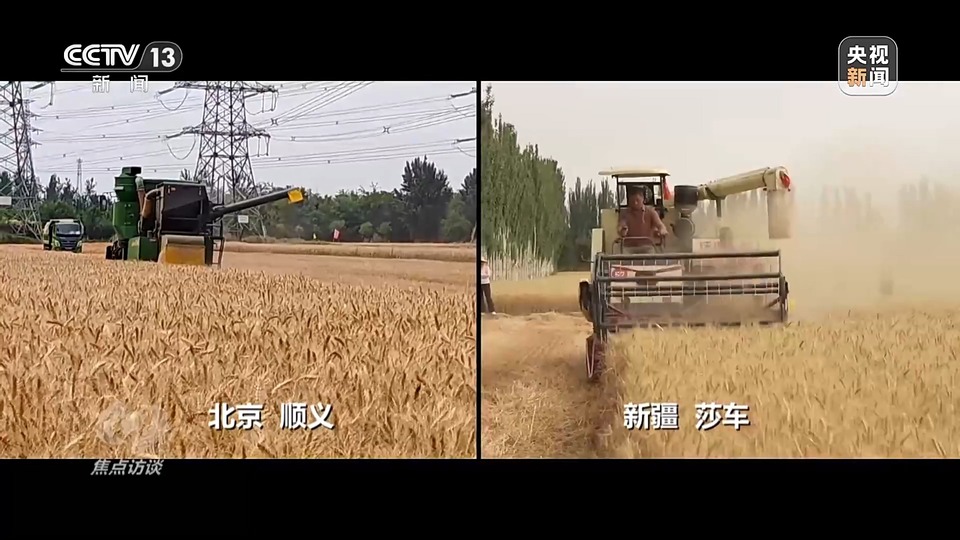 焦點訪談丨一粒良種 萬擔好糧 探索農作物高產(chǎn)高質“新密碼”