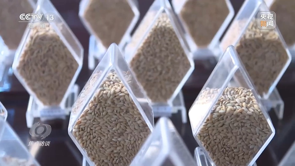 焦點訪談丨一粒良種 萬擔好糧 探索農作物高產(chǎn)高質“新密碼”