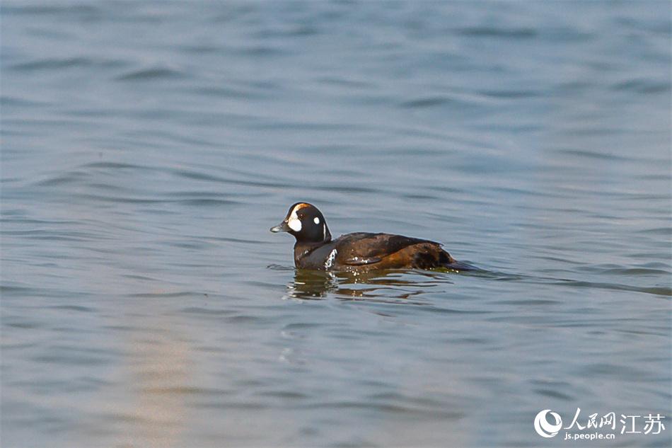 丑鴨首次現(xiàn)身鹽城黃海濕地。 周晨曦?cái)z