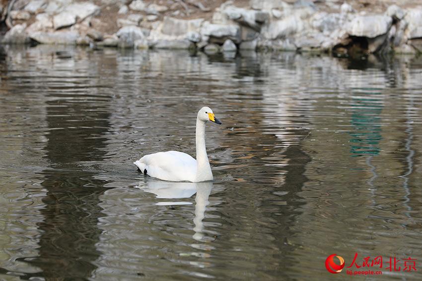北京動(dòng)物園水禽湖上，水鳥游弋其中，傳遞春的消息。人民網(wǎng) 尹星云攝