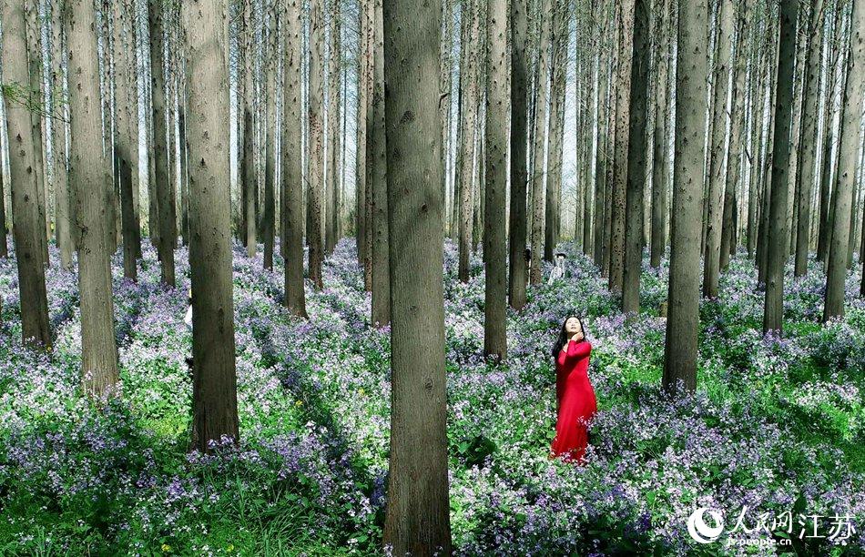 大地好像鋪上了夢(mèng)幻般的地毯，分外迷人。陳義寶攝