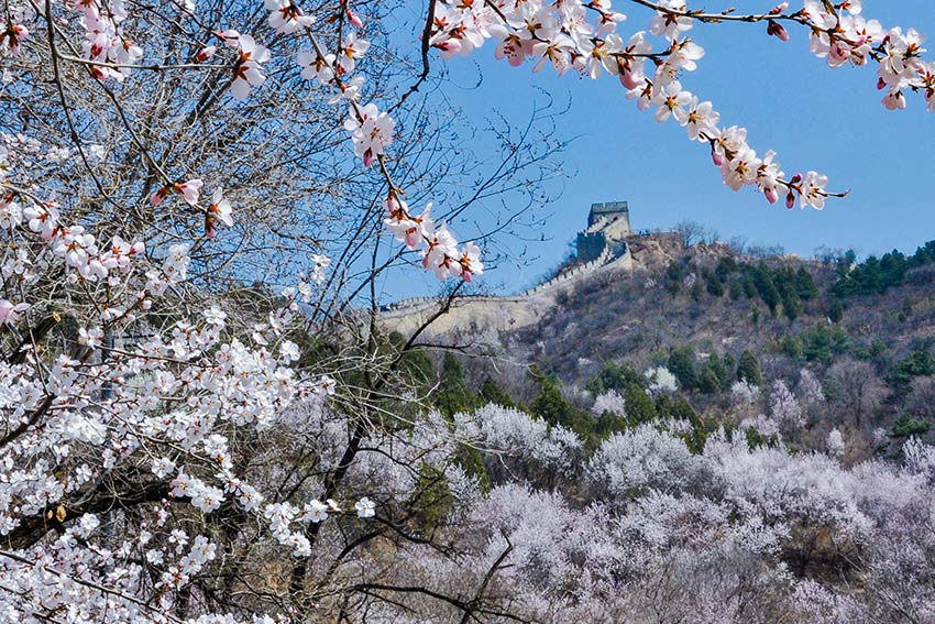 眼下，八達嶺長城內(nèi)外春花爭艷。陸軍攝