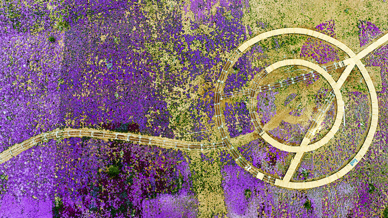 邯鄲市復(fù)興區(qū)德豐生態(tài)園的300畝芝櫻花進(jìn)入最佳觀賞期。放眼望去，五彩音符和豎琴造型下的芝櫻花恰似披上了一層色彩斑斕的錦緞，蔚為壯觀。聶長青攝