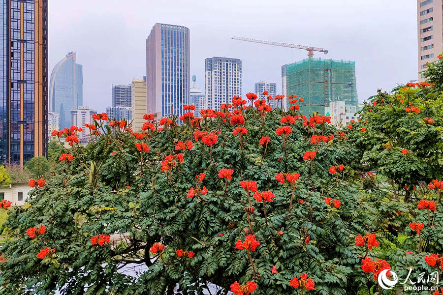 廈門火焰木進(jìn)入盛放期。人民網(wǎng) 陳博攝