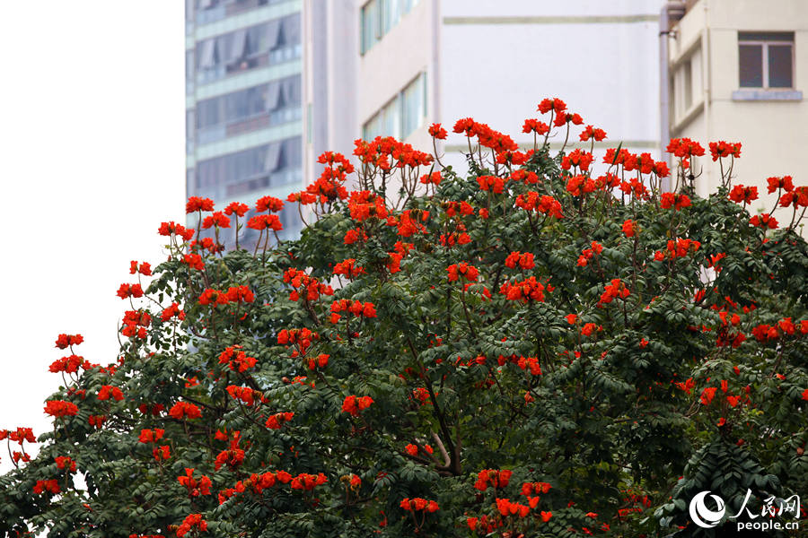 廈門市金榜公園旁的火焰木滿樹繁花。人民網(wǎng) 陳博攝