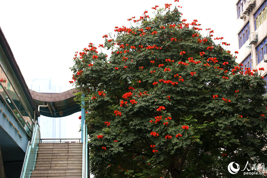 廈門市金榜公園BRT站旁的火焰木。人民網(wǎng) 陳博攝