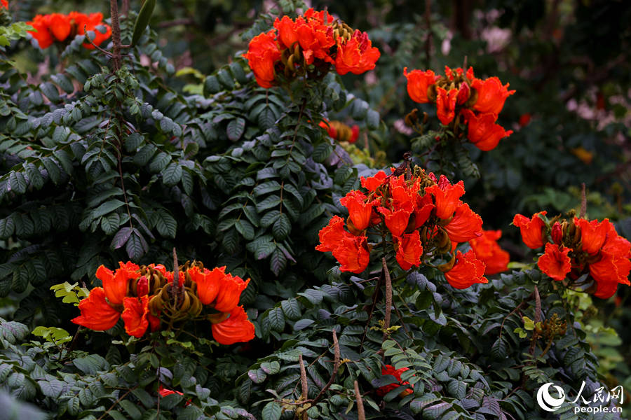 火焰木花朵聚成緊密的傘房式總狀花序。人民網(wǎng) 陳博攝