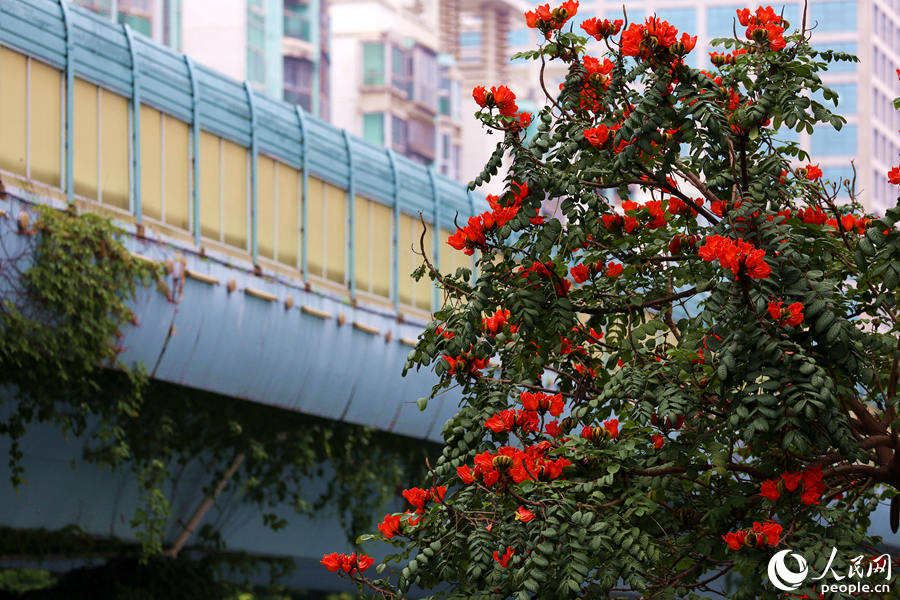 火焰木樹高10米以上，高度與BRT高架橋相當(dāng)。人民網(wǎng) 陳博攝