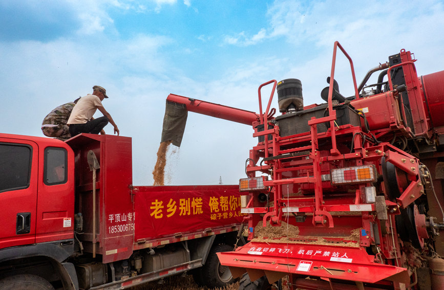 魯山縣組織多種形式的志愿隊(duì)伍，幫助困難群眾解決夏收夏種難題。葉全花攝