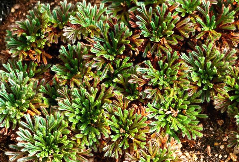 彩虹卷柏的葉片呈彩虹色。袁浪興供圖