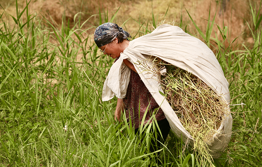 村民在收割油菜花，臉上綻放著豐收的喜悅。陳英華攝