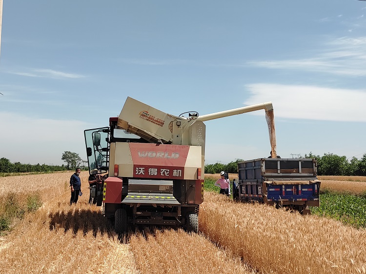 臨汾市堯都區(qū)賈得鄉(xiāng)大王村麥收現(xiàn)場。劉婷婷攝