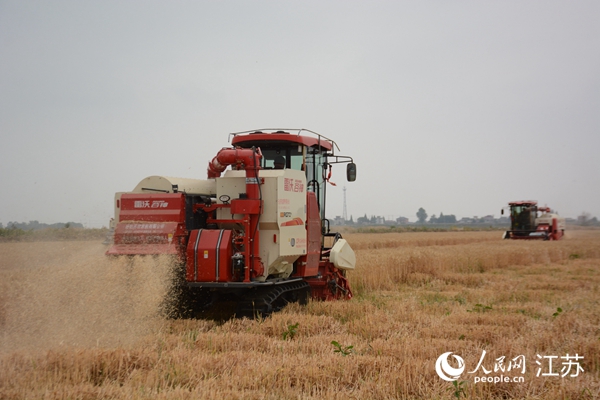 5月下旬，勝利圩高標準農(nóng)田內(nèi)，大型收割機作業(yè)。韋東寧攝