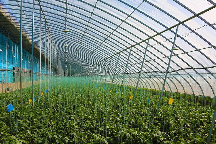 智慧蔬菜富民生。