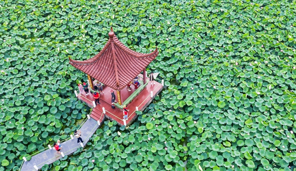 圖為金湖萬畝荷花蕩。陳義寶攝